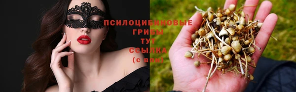 PSILOCYBIN Армянск